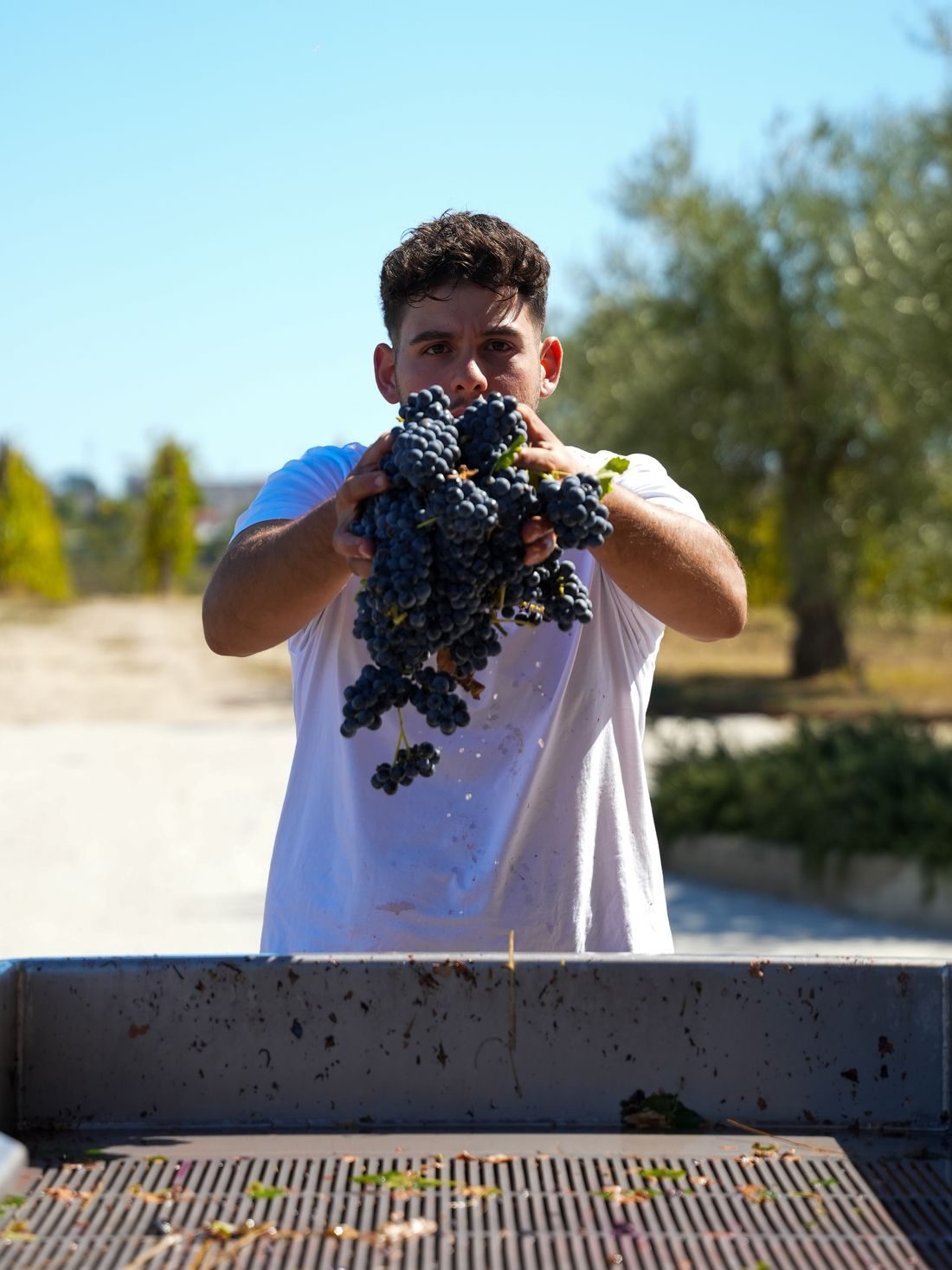 Un vendemmiatore solleva due grappoli neri appena raccolti