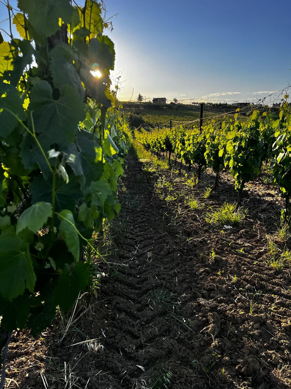 Filare al tramonto, terra appena lavorata